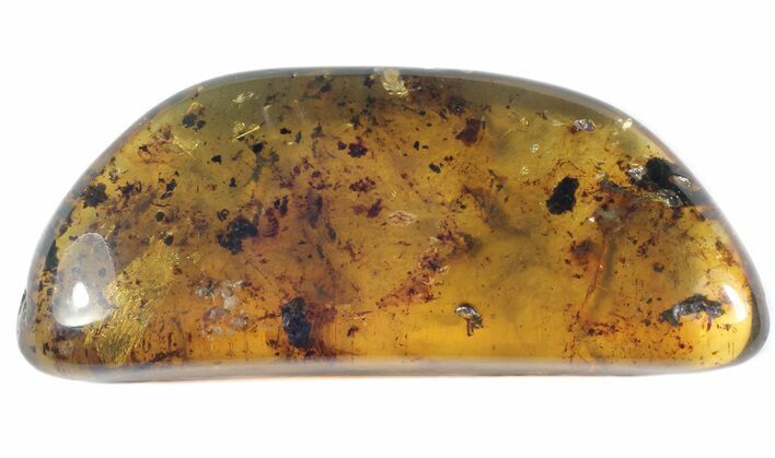 Polished Chiapas Amber With Inclusions - Mexico #50810